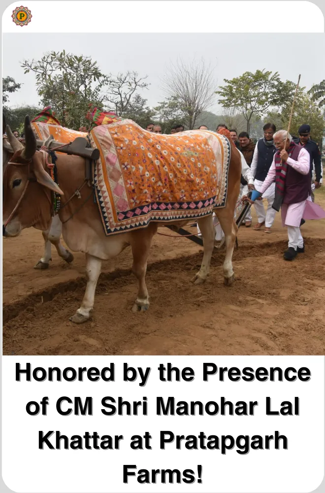 Two bullocks in embroidered orange blankets pulling a plough, men in white kurtas walking behind