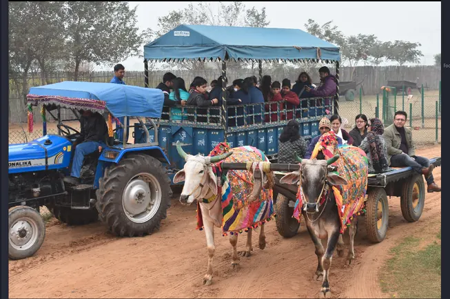 A bullock cart ride across the farm