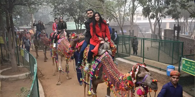 Visitors riding decorated camels along a leafy path, led by a handler