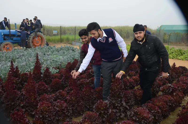 Boys in sweaters leaning over rows of red lettuce, blue tractor behind