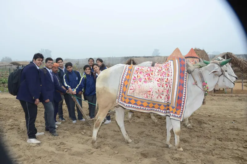 Students in blazers beside two white bullocks draped in patterned blankets and painted horns