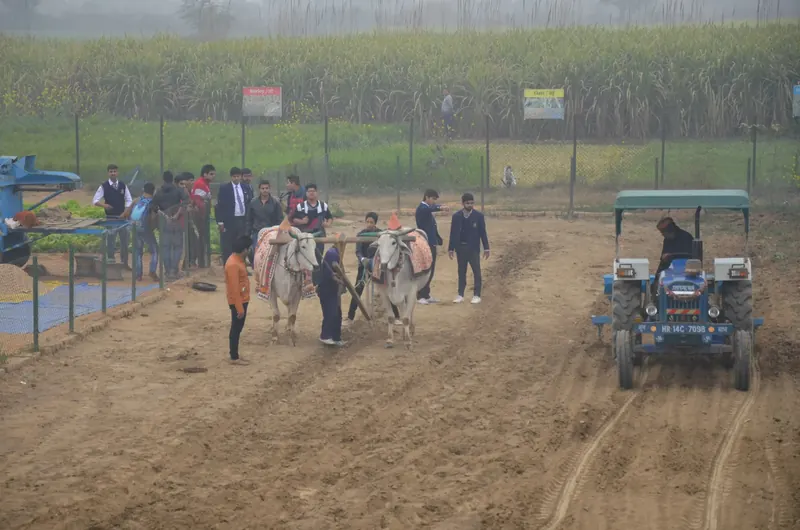 Bullock pair ploughing a field while students watch and a blue tractor waits nearby