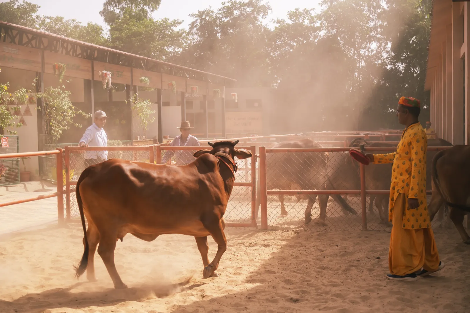 A brown desi cow standing in the sand enclosure of the cattle yard at Pratapgarh Farms, with a member of the farm's team at the rail behind it