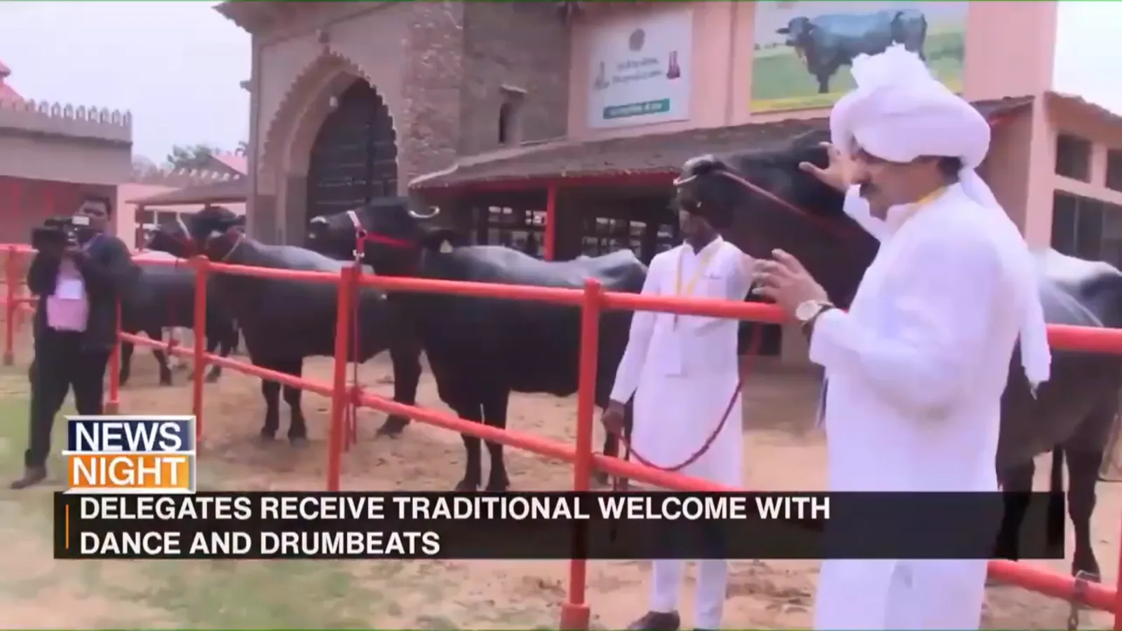 Black Murrah buffaloes behind red rails at an event as men in white turbans look on
